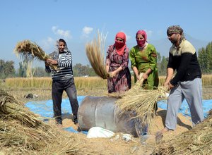 File - Kashmiri farmers work in a  paddy after harvesting rice in a paddy field in the outskirts of Srinagar, Kashmir, India, 18 October, 2014.