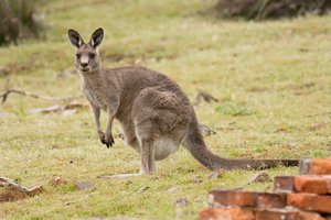 Eastern Grey Kangaroo ('Macropus giganteus) female