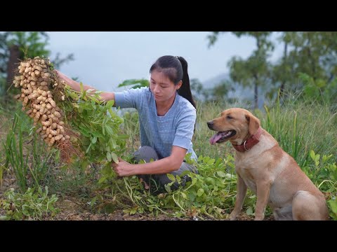 Peanuts Harvesting! This Is Not What I Expected