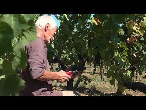 Vendanges 2018 en Vendée : au coeur des Fiefs Vendéens