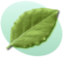 P Leaf Green.png