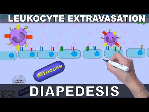 Leukocyte Extravasation | Diapedesis