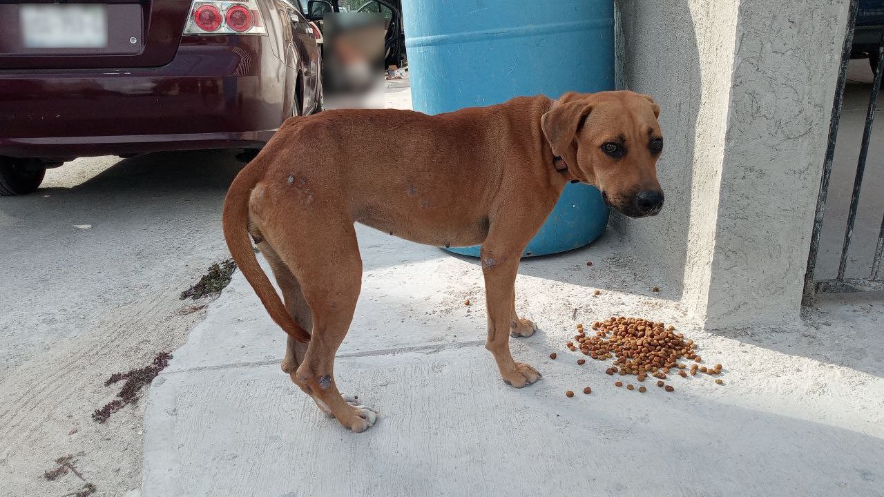 Grateful stray dog eating food shared by JP