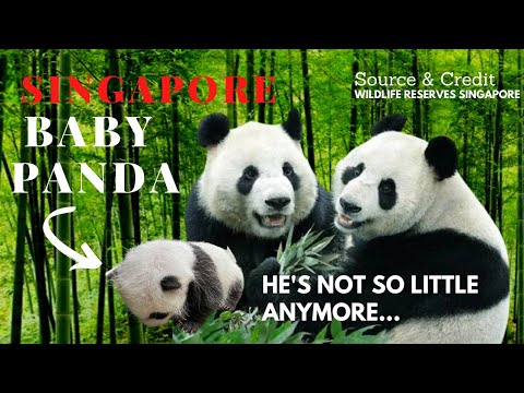 SINGAPORE GIANT PANDA JIA-JIA BABY IS NOT SO LITTLE ANYMORE