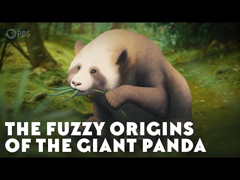 The Fuzzy Origins of the Giant Panda