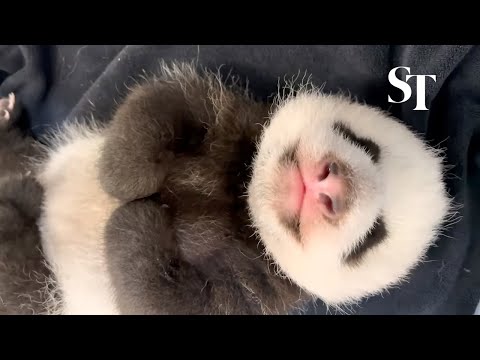 Giant panda cub gets new teeth at 2 months old