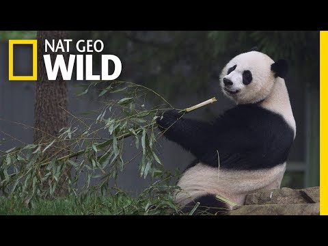 Giant Pandas 101 | Nat Geo Wild