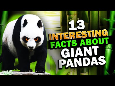 13 Interesting Facts About Giant Pandas