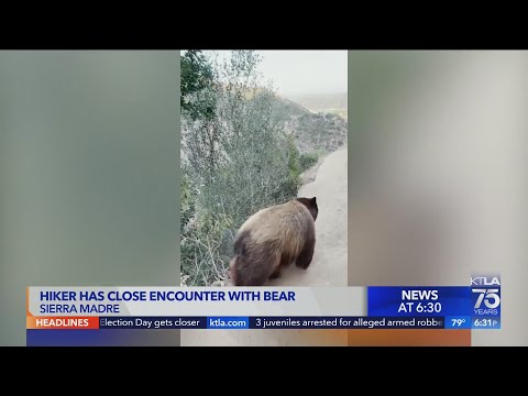 Bear comes within arm's length of runner on Mt. Wilson Trail