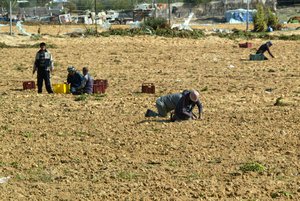 Palestinian farmers collect potatoes crop from their land in the west of Khan Younis in southern Gaza Strip on January 19, 2011. (Photo by Ahmed Deeb/WN)