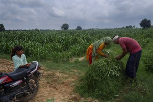 File - An Indian girl watches as her parents make a bundle after collecting fodder for their cattle outside a village in Alwar district of Rajasthan, India, Sunday, Aug. 23, 2020.