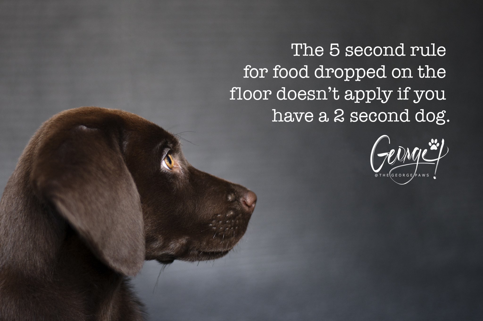 The side profile of a chocolate Labrador puppy called George against a grey backdrop and looking toward the words, “The 5 second rule for food dropped on the floor doesn’t apply if you have a 2 second dog.” Photo taken October 2013.