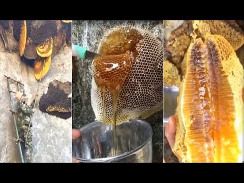 Honey Compilation | Wild honey harvesting | Satisfying videos