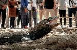 Seekor komodo di Pulau Rinca, Labuan Bajo, Nusa Tenggara Timur. Dok. Kemenparekraf