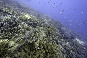 A sea turtle swims over corals on Moore Reef in Gunggandji Sea Country off the coast of Queensland in eastern Australia on Nov. 13, 2022