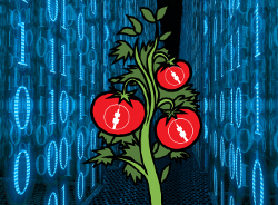 Die Open-Source-Tomate