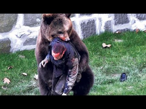 UNBELIEVABLE Bear Attacks & Interactions CAUGHT ON CAMERA!