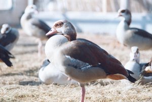 Ducks - Avian Flu - Bird Flu