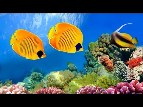 CORAL REEF AQUARIUM COLLECTION  「24/7」 🔴 Relaxing Music for Sleep, Study, Yoga & Meditation