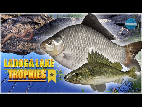 Russian Fishing 4 RF4 Ladoga Lake SUPER ACTIVE SPOT TROPHY GIBEL🐟