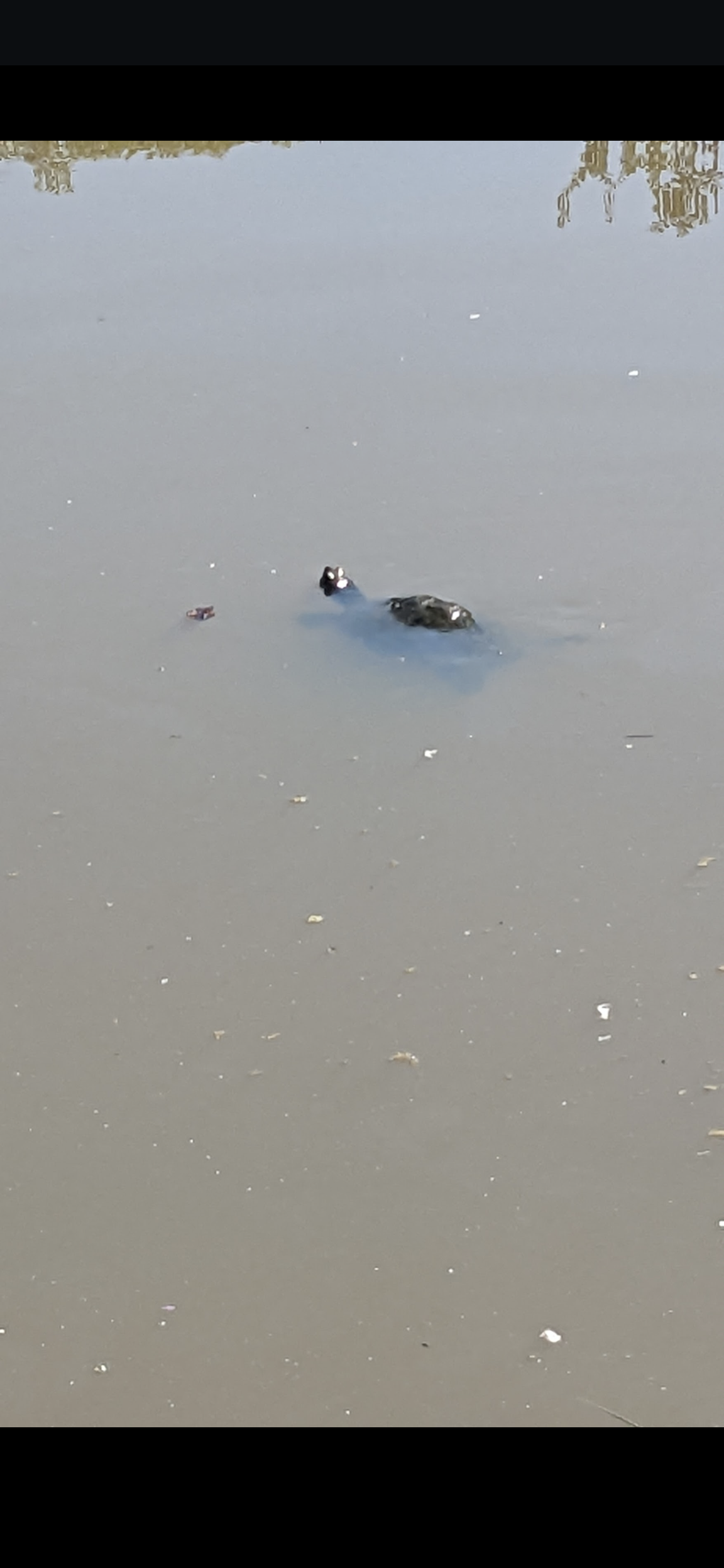 r/glasgow - interesting out of place animals wild or released pets....what have you spotted and any pics to share. This year I've been watching a family of 4 terrapins, started off with spotting 1. In the same pond a beautiful orange Koi ( carp). Look forward to the weird and wonderful.😁🙏