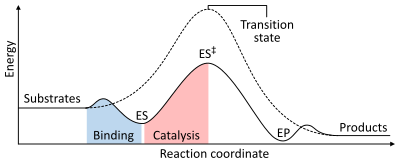 A two dimensional plot of reaction coordinate (x-axis) vs. energy (y-axis) for catalyzed and uncatalyzed reactions. The energy of the system steadily increases from reactants (x = 0) until a maximum is reached at the transition state (x = 0.5), and steadily decreases to the products (x = 1). However, in an enzyme catalysed reaction, binding generates an enzyme-substrate complex (with slightly reduced energy) then increases up to a transition state with a smaller maximum than the uncatalysed reaction.