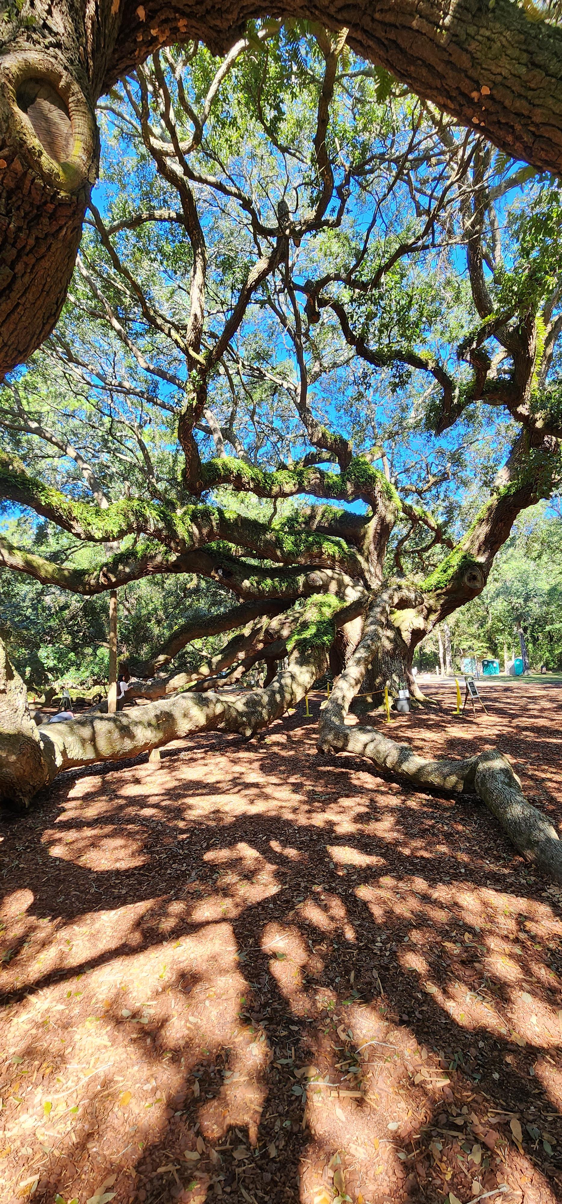 r/matureplants - Angel Oak- John's Island South Carolina. It is considered to be the largest Live Oak Tree east of the Mississippi estimated to be 300 to 400 years old.