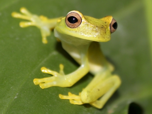 yellow frog on green leaf