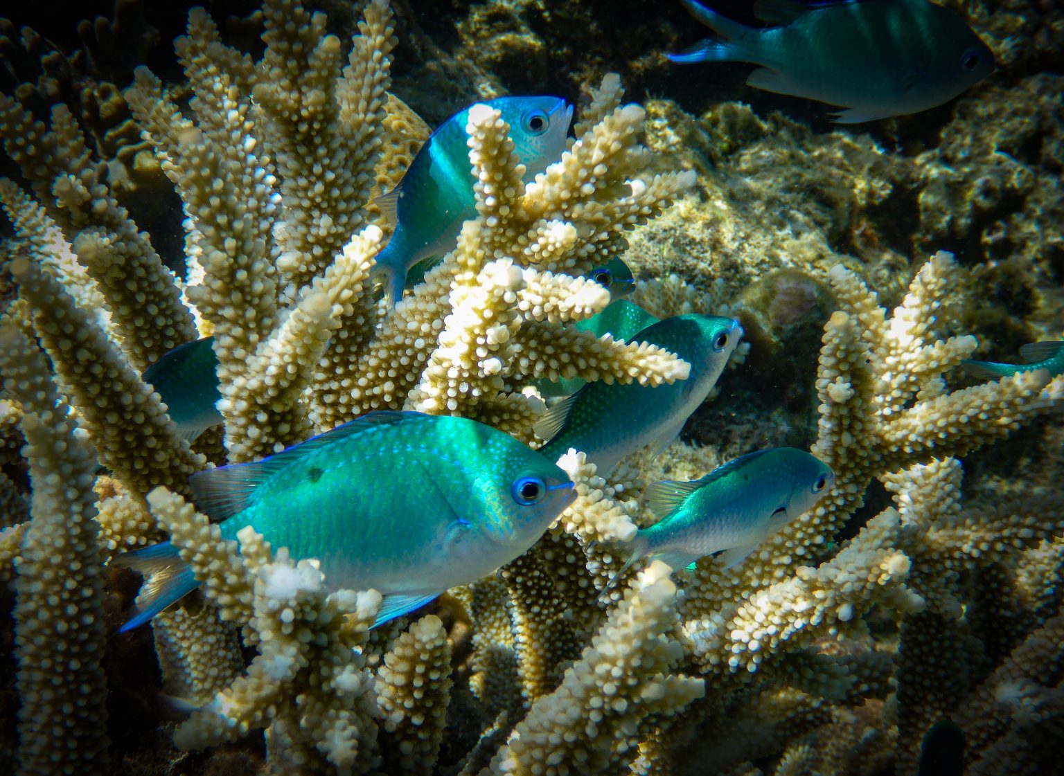 Staghorn Damsel fish at Moore Reef in Cairns, Australia. Photo contributed by Nahuai Badiola to the WordPress Photo Directory.