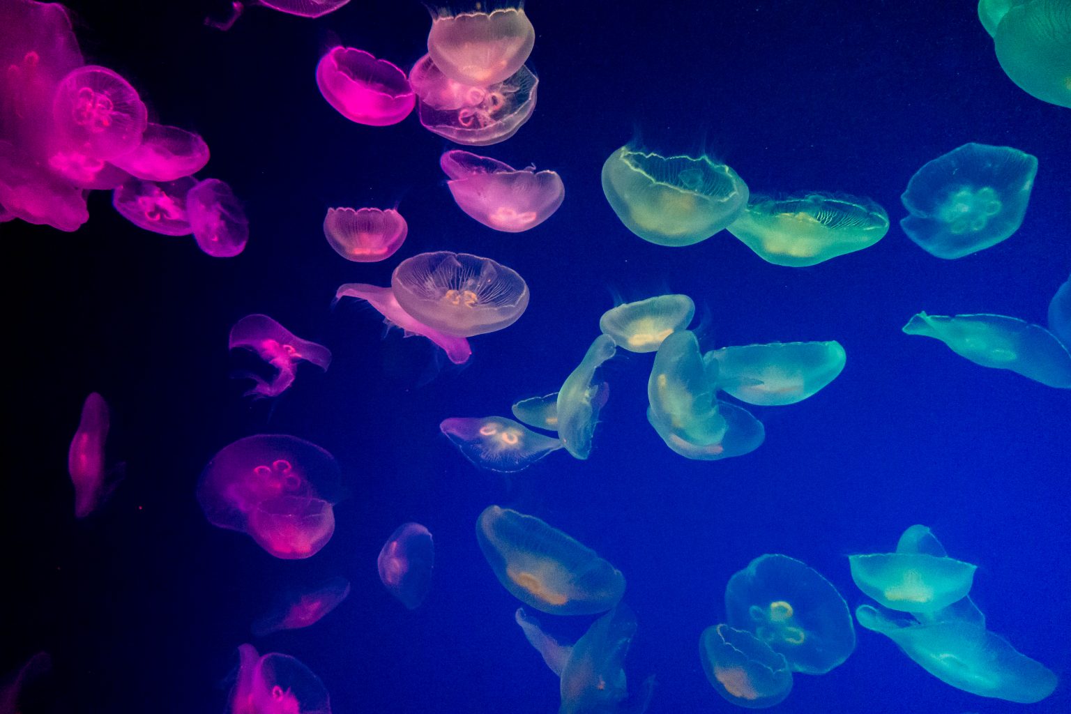 Colorful jellyfish. Photo contributed by Chiharu Nagatomi to the WordPress Photo Directory.
