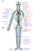 Circulatory System en