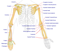 Human arm bones diagram