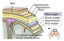 Meninges-en.svg