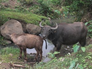 Philippine Carabaos - Animals