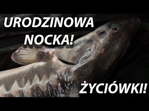 ŻYCIÓWKI! JESIOTRY! KARPIE! URODZINOWA NOCKA NA ŁOWISKU OLEŚNIKOWA DOLINA! GOŚCINNIE: BER GAR!