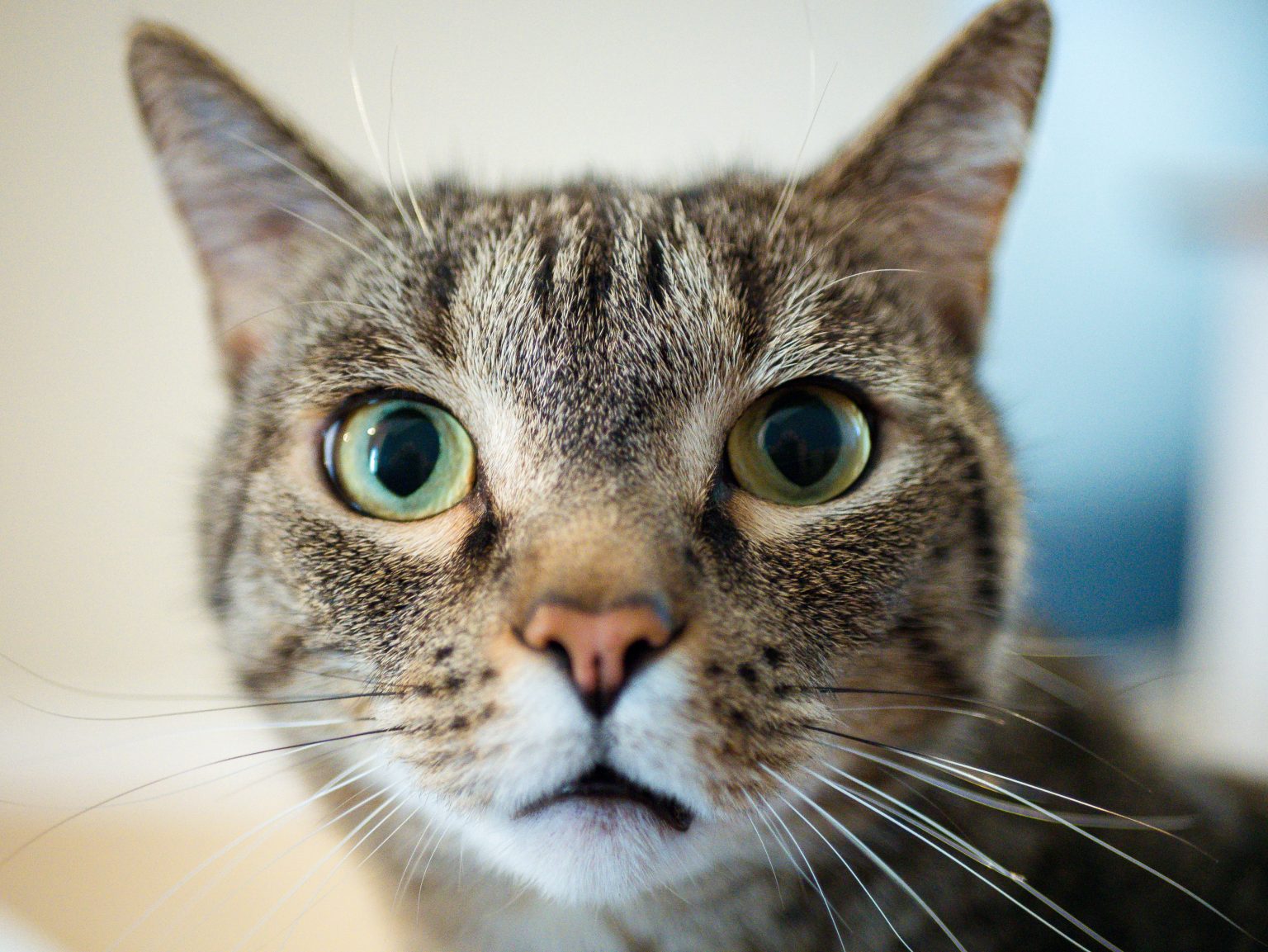 Portrait of brown shorthair house cat. Photo contributed by ChrisEdwardsCE to the WordPress Photo Directory.