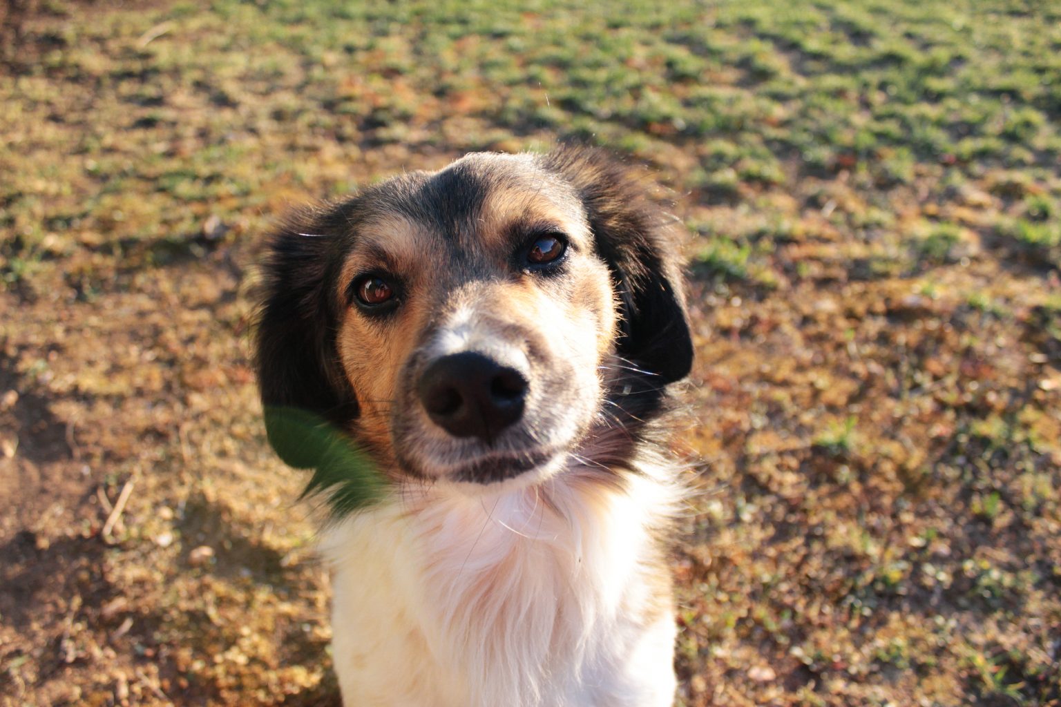 Dog looking at the camera. Photo contributed by Nastia Kolomoytseva to the WordPress Photo Directory.