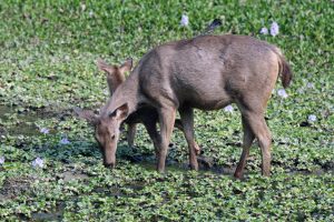 Sambar deer standing in ankle deep water.  The water is covered in a layer of plants. There is a baby deer head peeking out from behind the main deer.