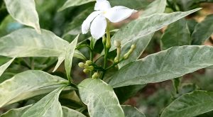 Kath Maloti Flower.  Single white flower against a layer of leaves.