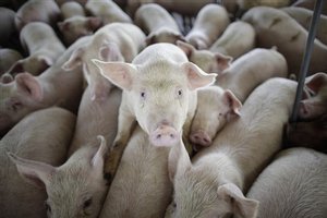 Pigs are seen on a farm run by Granjas Carroll de Mexico on the outskirts of Xicaltepec in Mexico's Veracruz state, Monday, April 27, 2009. Mexico's Agriculture Department said Monday that its inspectors found no sign of swine flu among pigs