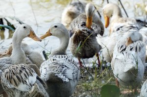 Ducks gather at a farm in Snoa village outside Phnom Penh, Cambodia, Thursday, Feb. 23, 2023.