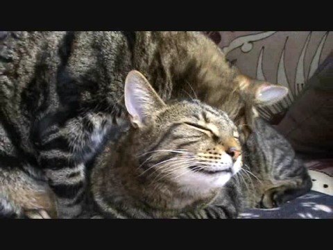 Brotherly Kitty Love - Lugosi & Spider