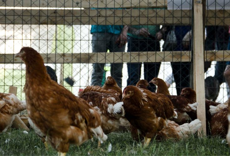 "Hace un mes que no hay ningún caso de un plantel afectado": Subsecretaria de Agricultura por Gripe Aviar en el Biobío