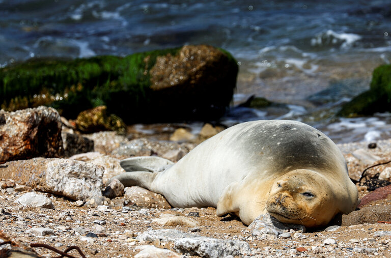 An endangered and rare female Mediterranean monk seal napping in Jaffa, Israel, on Monday.