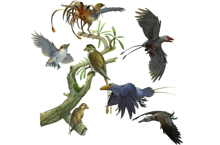 Various examples of a branch of early birds that evolved 130 million years ago, called enantiornithines: male Feitianius (6); female Feitianius (5); Orienantius (4); center Sulcavis (7); Avimaia (1); Falcatakely (3); and Longipteryx (2).