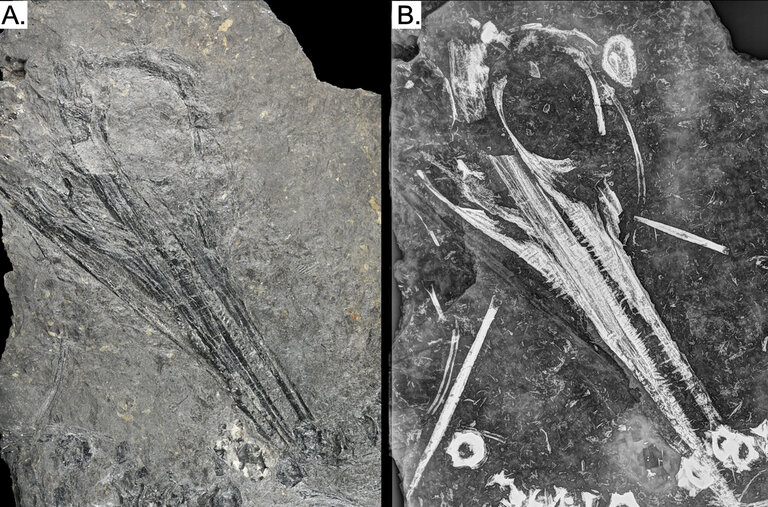 Three views of Oda, a 240 million-year-old ichthyosaur found in Svalbard, including, from left, a photograph, a radiograph and a computed tomography scan.