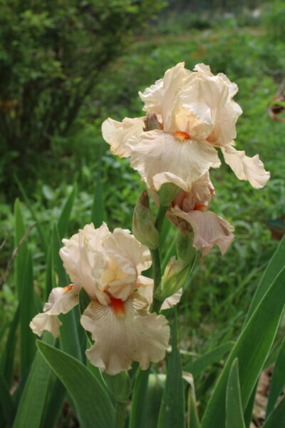 Sunday Morning Garden Chat: Iris, Flowers of the Rainbow Goddess 10