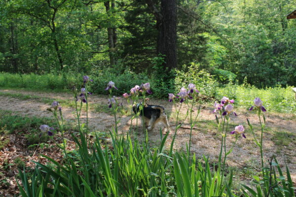 Sunday Morning Garden Chat: Iris, Flowers of the Rainbow Goddess 14