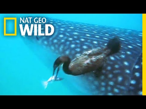 Watch a Diving Bird Pluck a Suckerfish Off a Shark | Nat Geo Wild