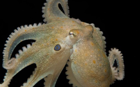 Kaheksajalg Octopus bimaculoides.